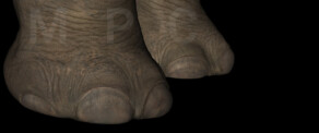 Texturing - Mammoth skin
