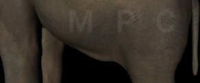 Texturing - Mammoth skin