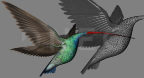 Texturing - Hummingbird-like creature