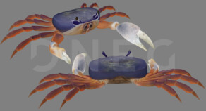 Texturing - Crab