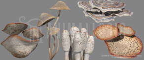 Look development - Fungi